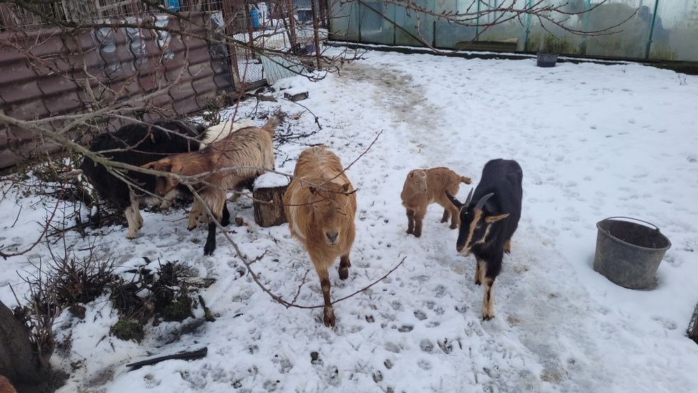 Capre alpine si anglonubiane