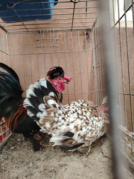 Pereche gaonusi pitice