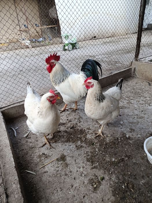 Продам курей Адлеры