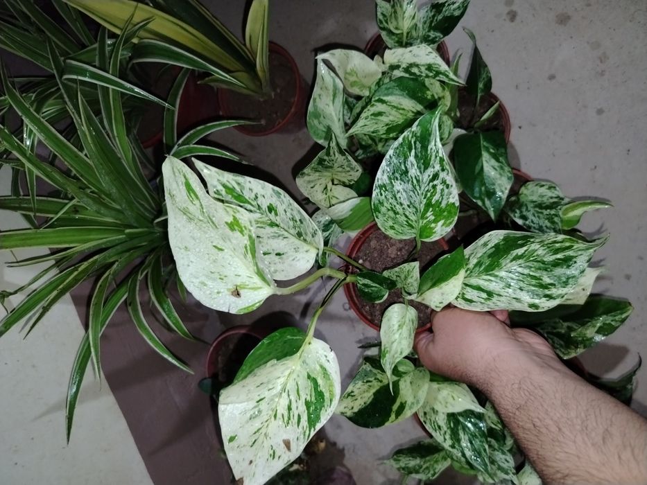 Сцендаптус-Эпипремнум, Сортовые