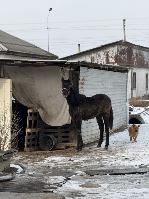 Продам жеребёнка 8 месяцев
