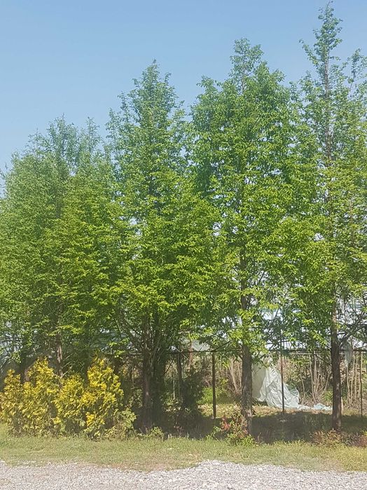 Метасеквоя. Быстро растушее дерево для сада.