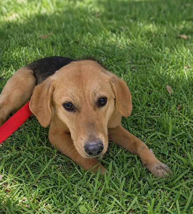 Подарим собачку девочку