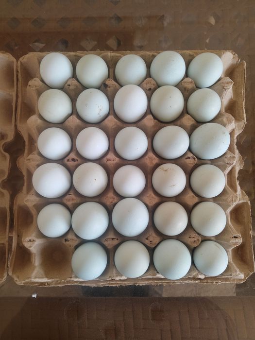 Кора шахзода ва Ухаюл тухумлари уругланган