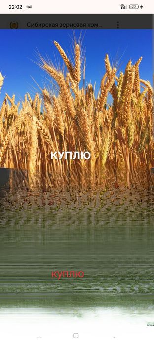 Пшеница 3, 4 класс