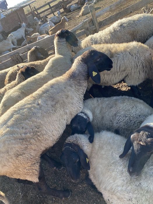 VAND OI  pentru pastrat