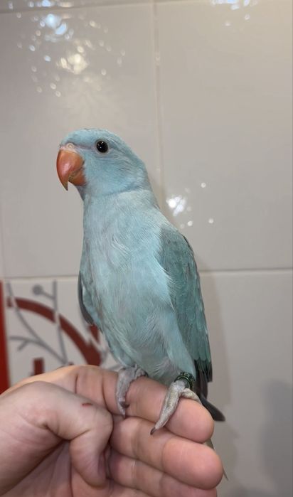 Синий Ожереловый попугай