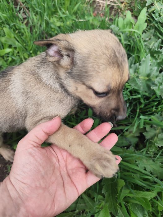 Щенок девочка ищет себе семью