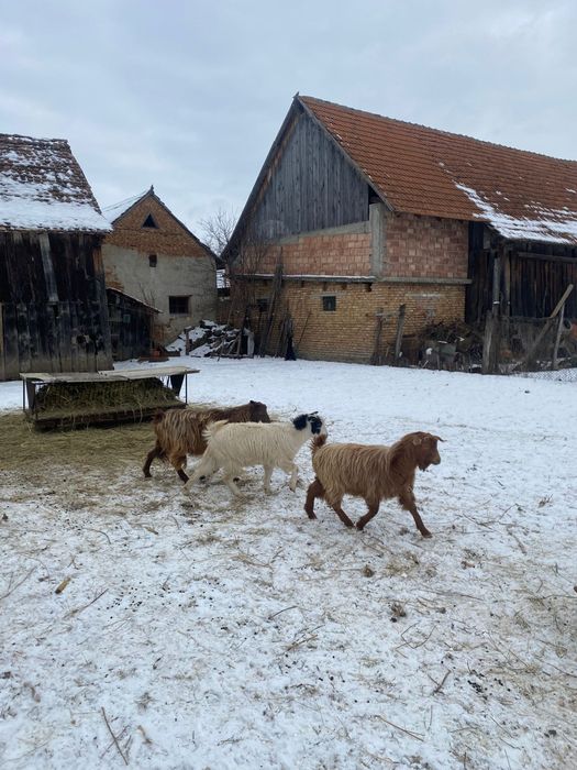 De vânzare doi berbeci și 5 capre