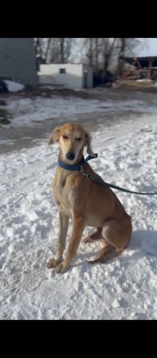 Тазы 5 жаска толады коктемде