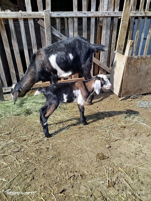Англонубиский теке лак