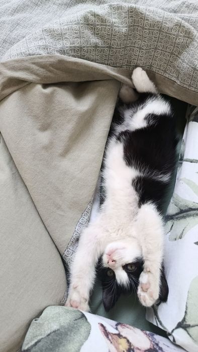 Спасено котенце търси любящ стопанин