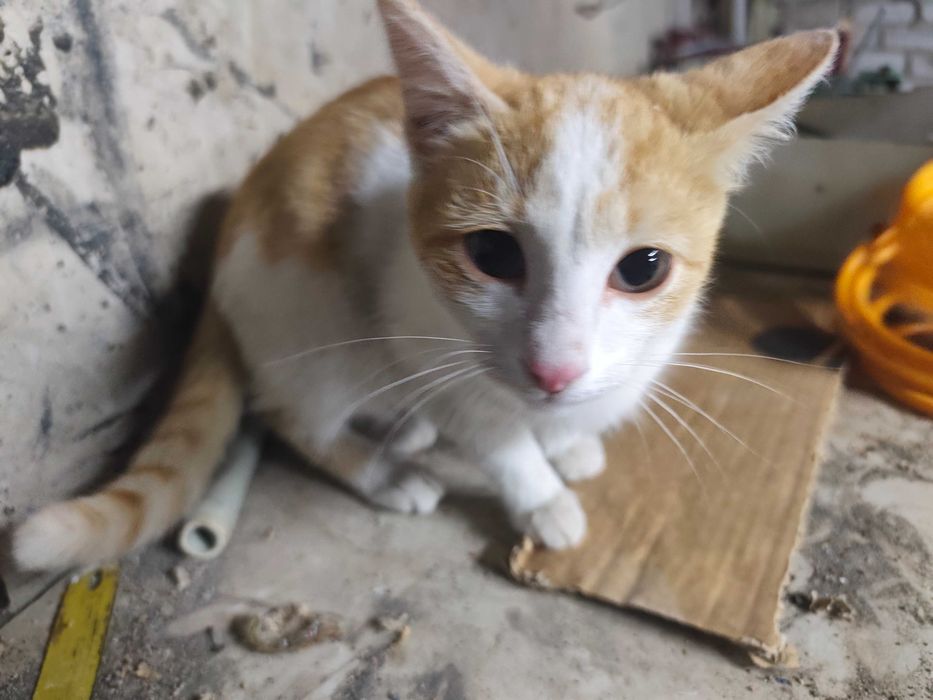 Рыжий ласковый котенок ищет дом