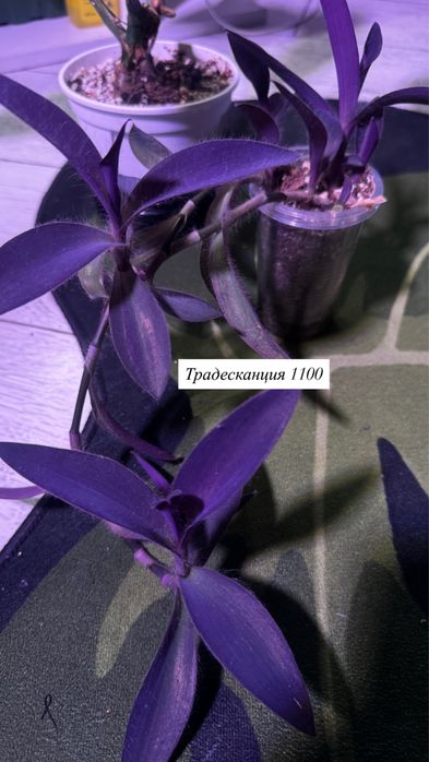 Комнатные растения