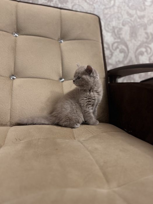 Девочка шотландской породы, голубой цвет