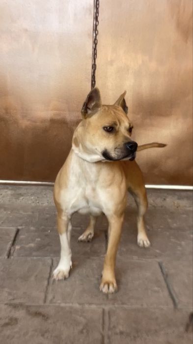 Pitbul sotiladi srochna qiz bola toza uyin qaroq kuchuk