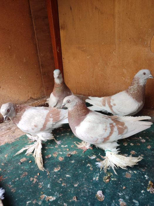 Продам голубей 2025 молодеж