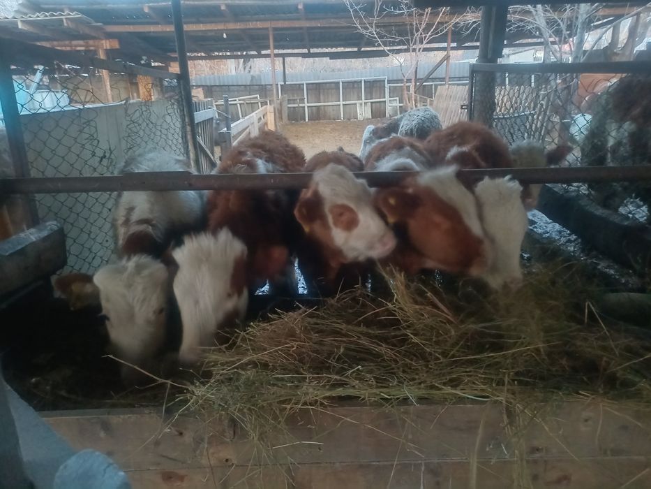 Продам бычков сементалы