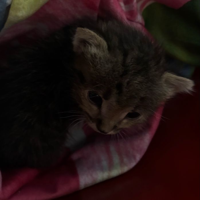 Котенок мальчик 3 недели