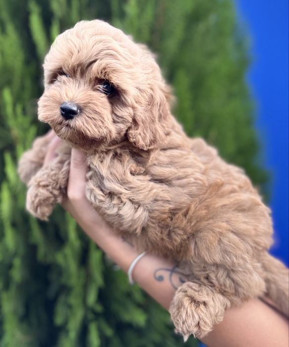Кавапу Cavapoo момченце