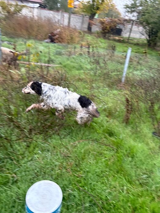 Ловно куче сетер