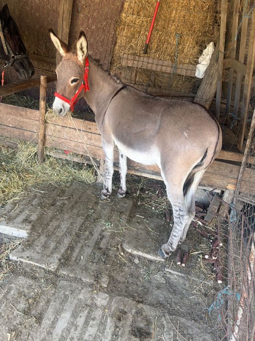 Măgăreata în vârsta de 2 ani