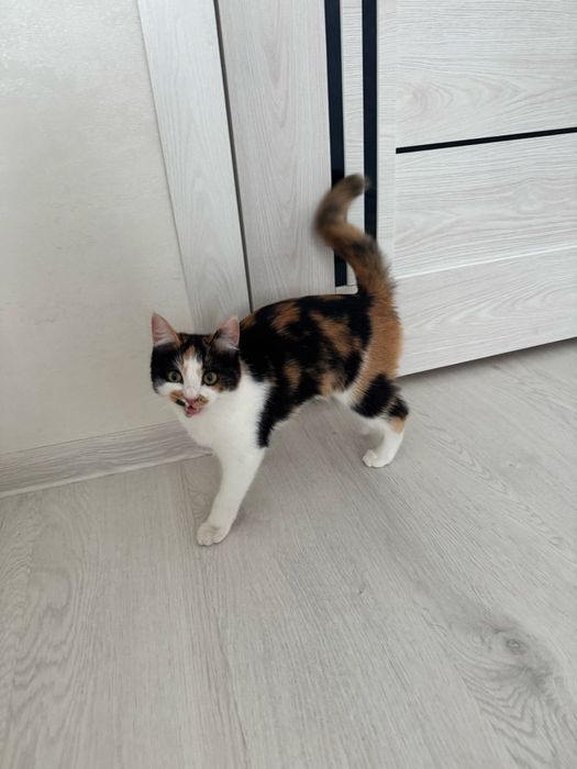 Mushuk hadiya qilinadi