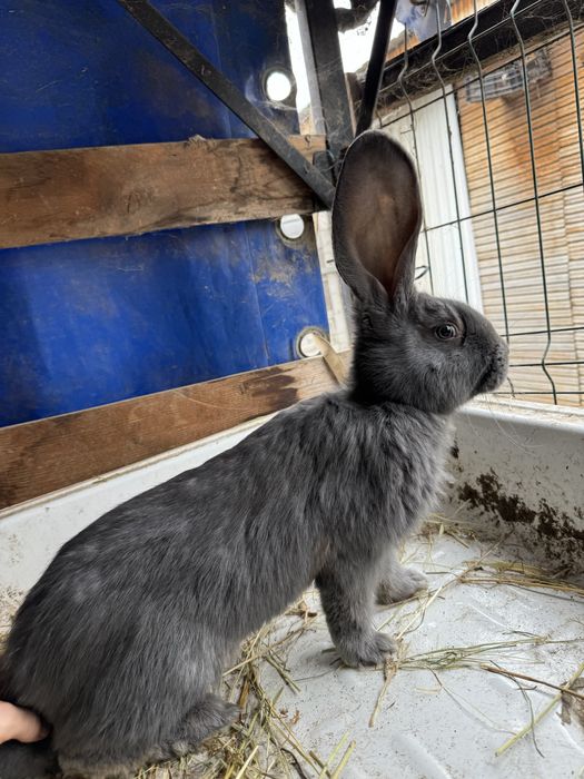 Vand iepuri . Rasa Fluture Gernam si Belgian Albastru