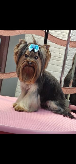 Мини йоркширски териер