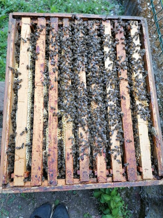 Vând 10 familii de albine