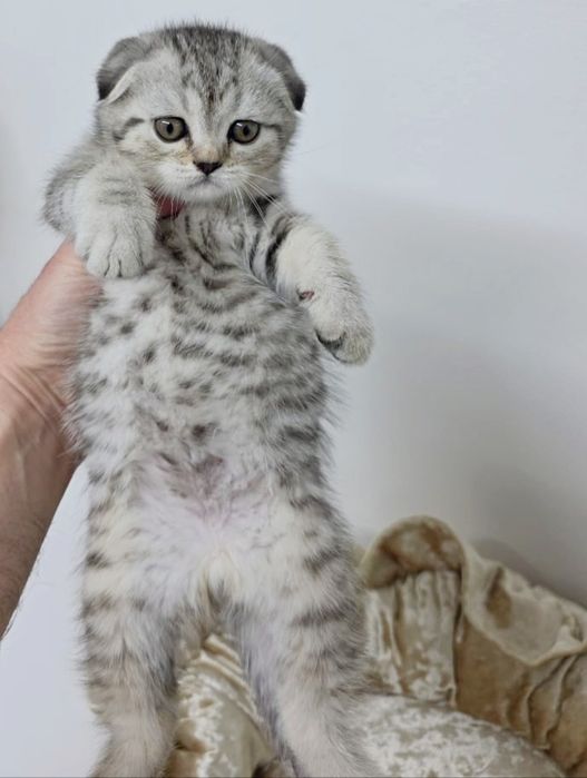 КоТиКи ВисЛоуХие ШоТланДскиЕ