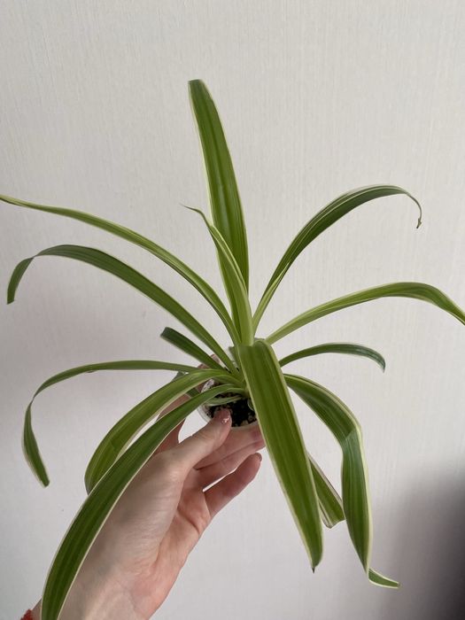 Хлорофитум Хлорофитум