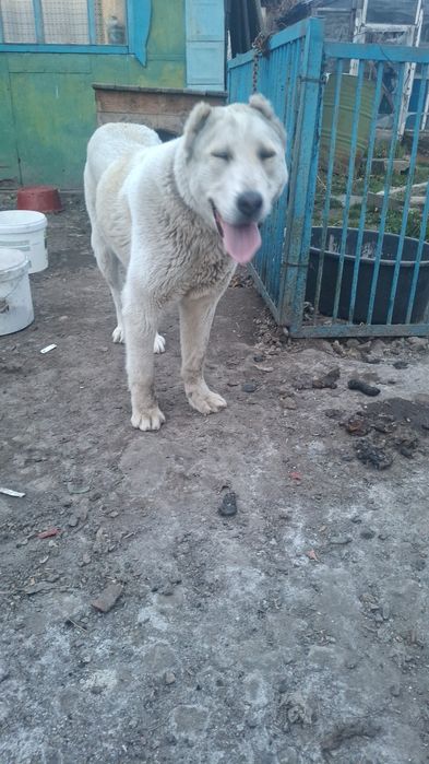 Щенок алаба тттттт
