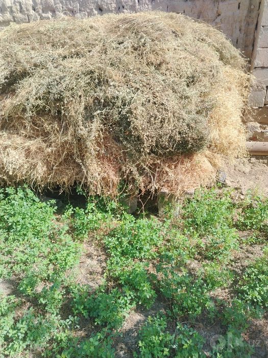 Quruq beda hashak sotiladi.