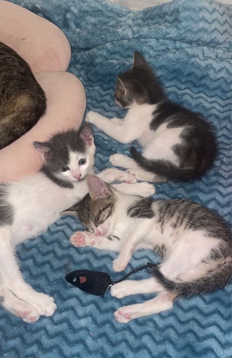 pisica spre adoptie