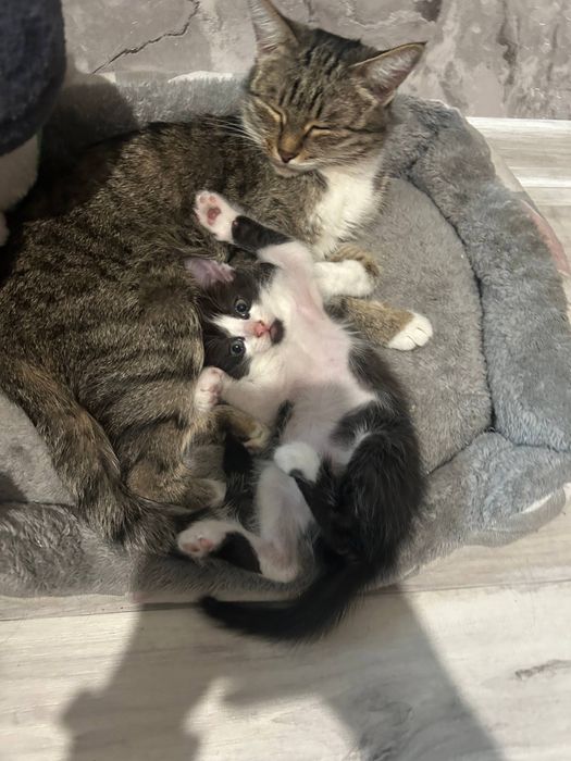 котенок ищет дом