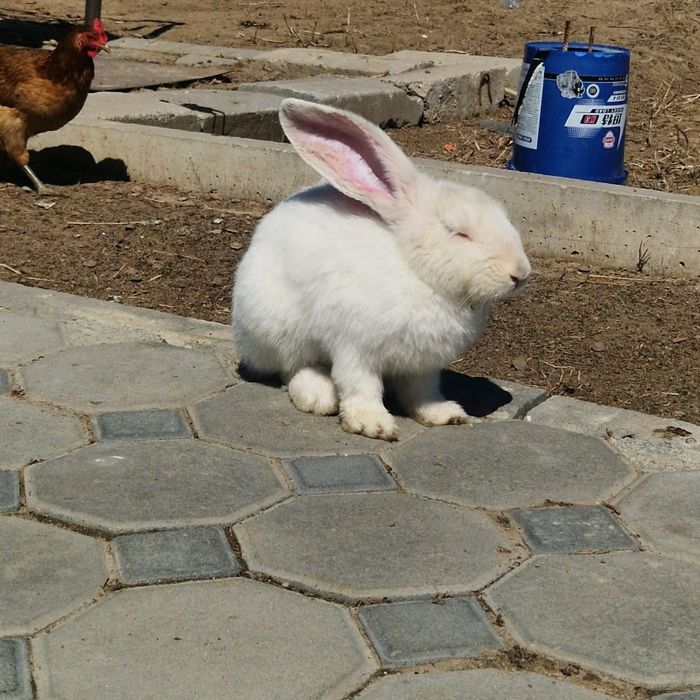 Қоян сатам,  продам заяц