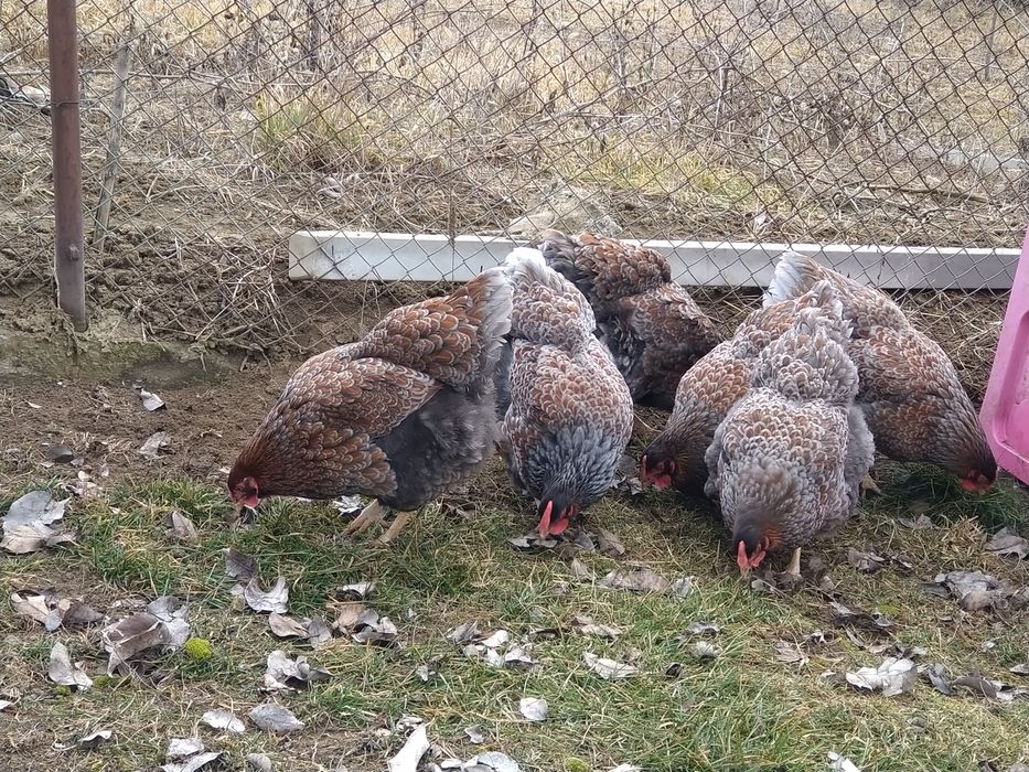 Oua incubator gaini wyandott rosu albastru