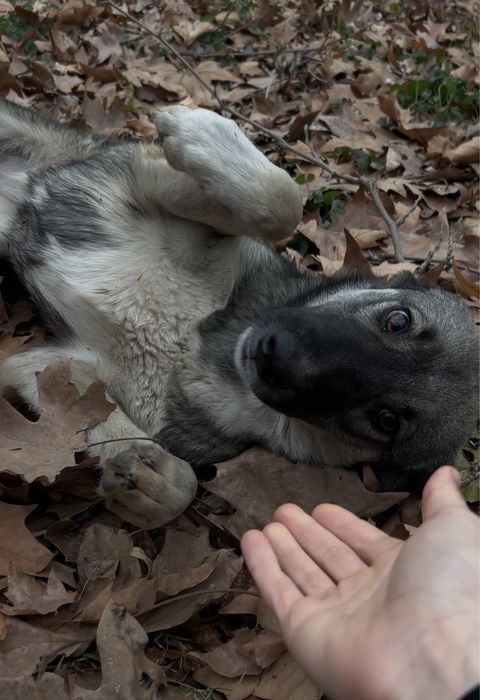 Собака ищет дом или передержку