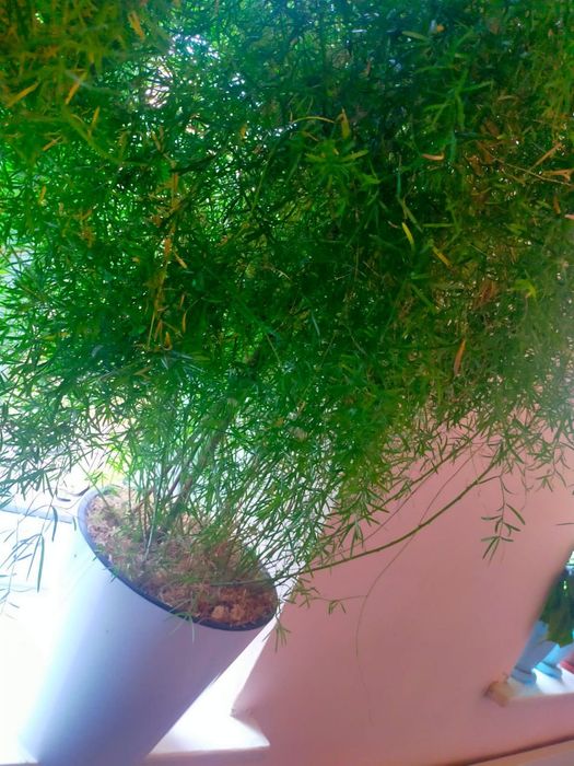 Гүлдер сатылады 2 дана штук