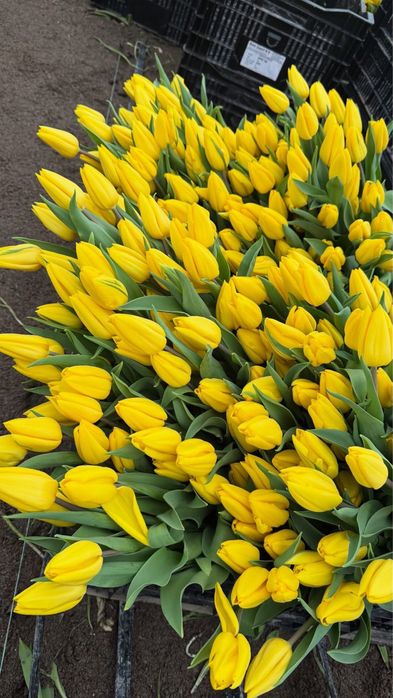 Оптом тюльпаны из местной теплицы