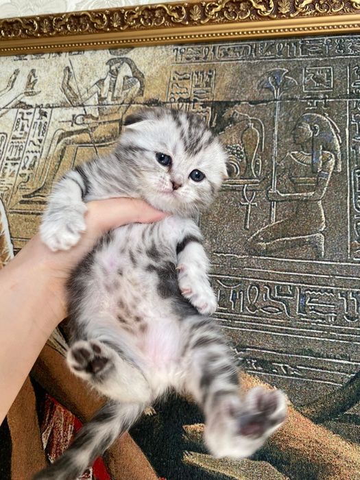 Продаются шикарные мишки