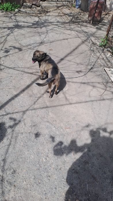Отдам собачек в связи переездом