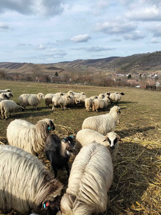 Oi cu miei de vânzare