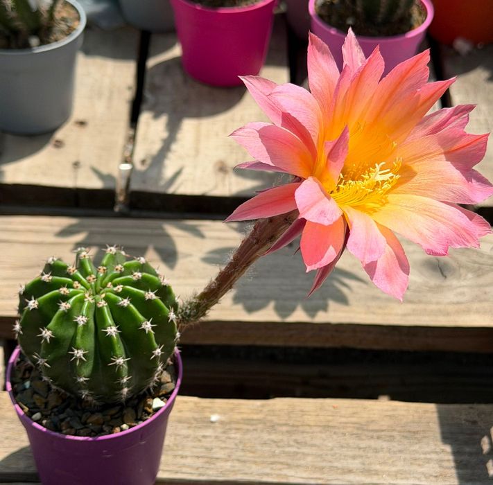 Цъфтящи кактуси вид Echinopsis Hybrid Ombre преливащи се цветове розов оранжев жълт цъфтеж рядък вид растение