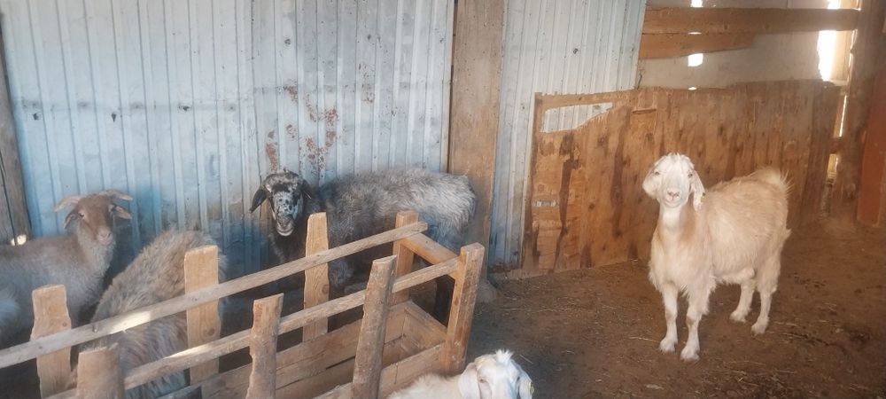 Семіз жас қой сатылады