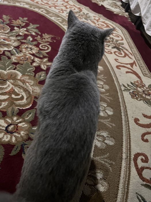 Mushuk british strayt