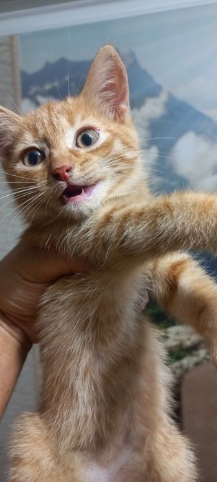 Котёнок в добрые руки