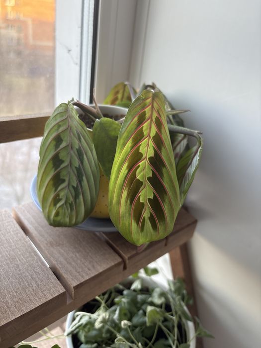 Черенок маранты триколор