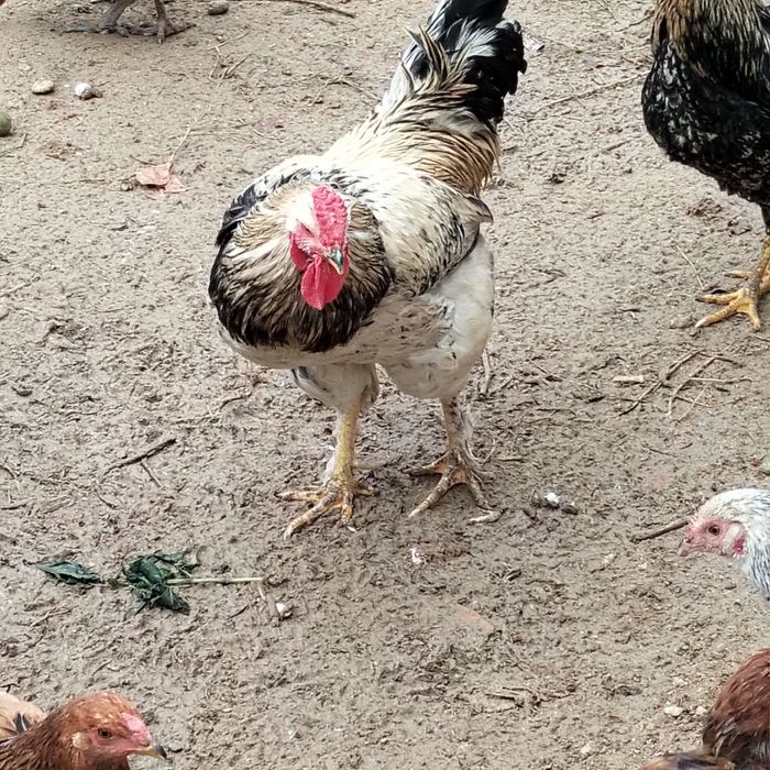 Қораздар сатылады